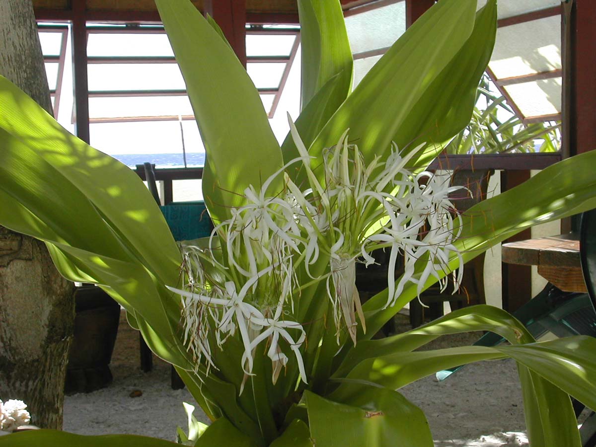 The Tropical Garden